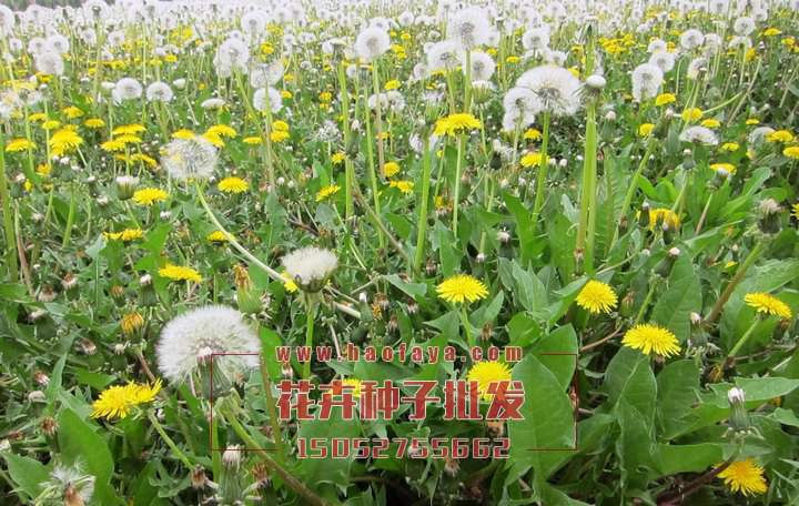 觀賞蒲公英種子批發(fā)公司