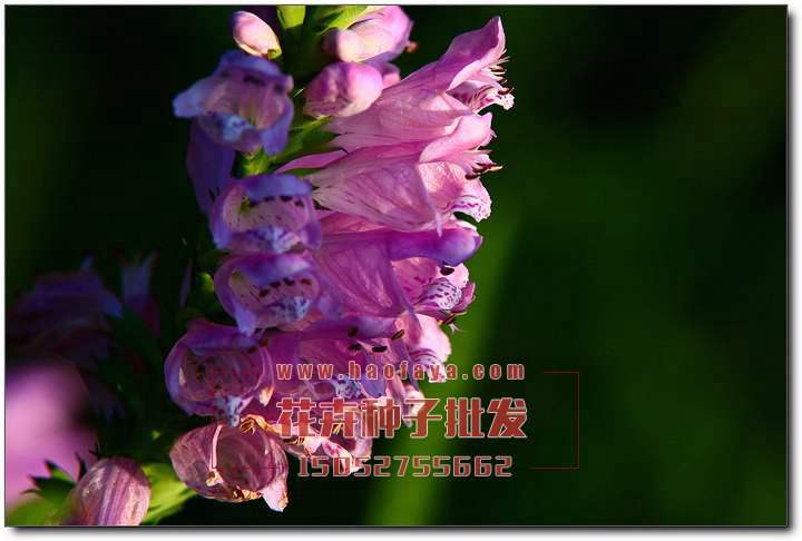 假龍頭種子播種效果