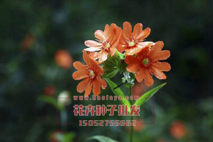 剪秋蘿種子銷售價格