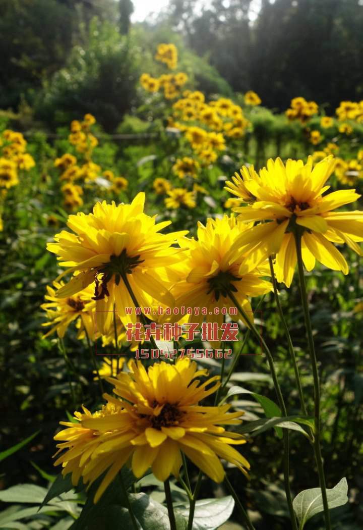 金光菊種子銷(xiāo)售價(jià)格