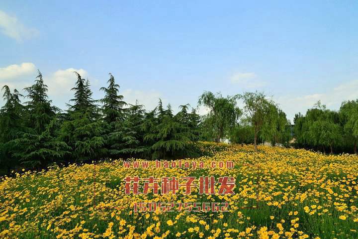 金雞菊觀賞效果