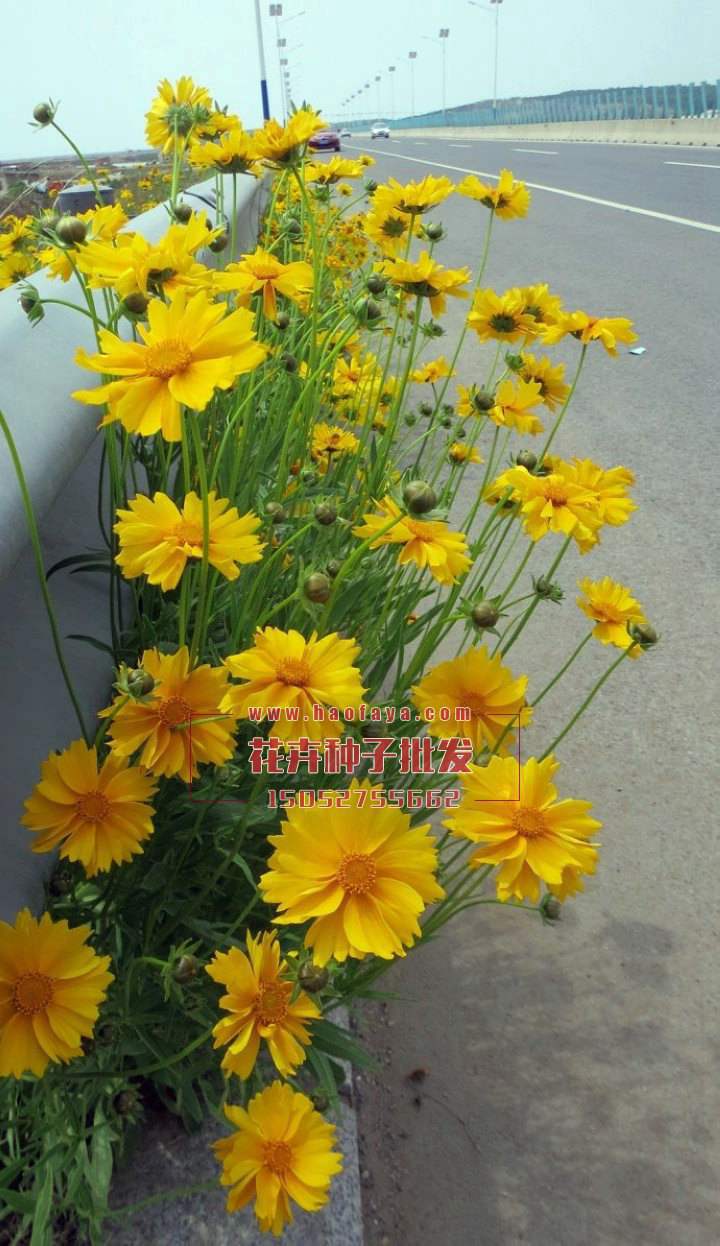 金雞菊種植技術(shù)