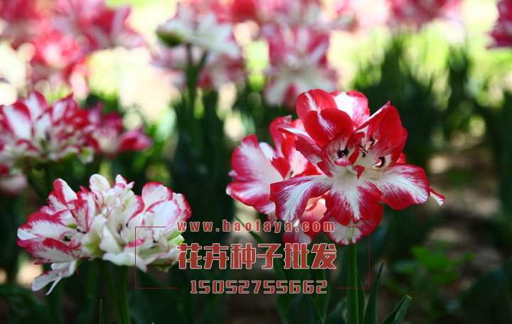 康乃馨種植技術