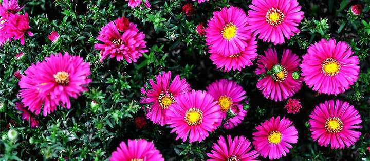 荷蘭菊種子批發(fā)