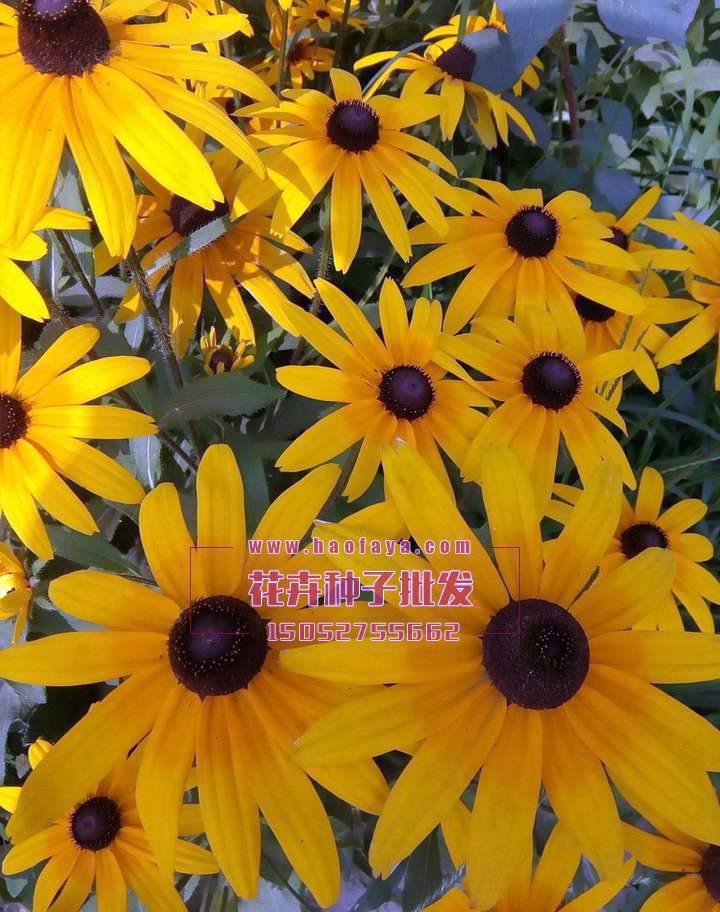 黑心菊種子銷售價格