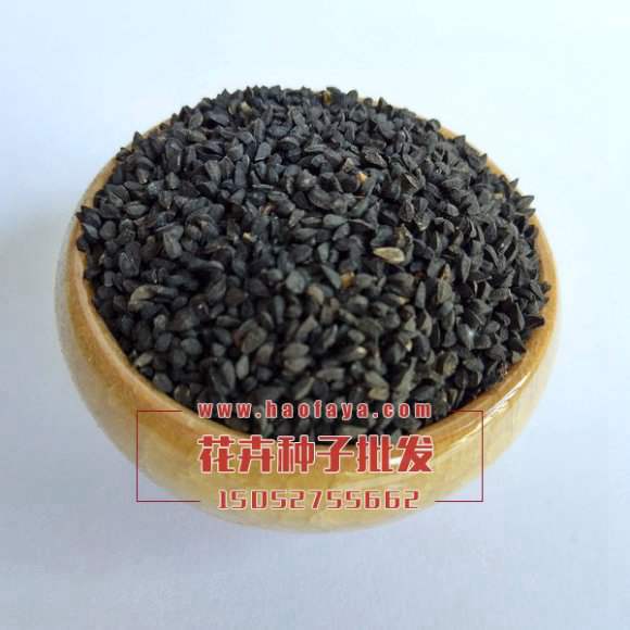 黑種草種子