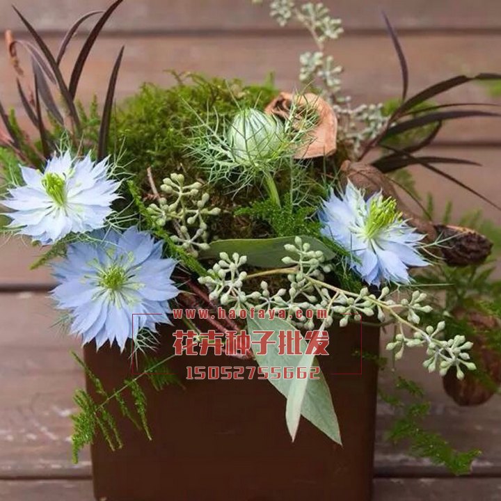 黑種草種子供應(yīng)公司