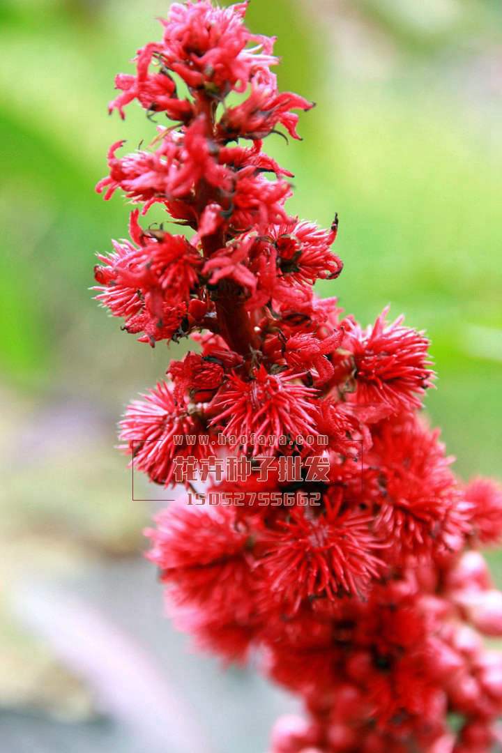 紅蓖麻種植技術(shù)