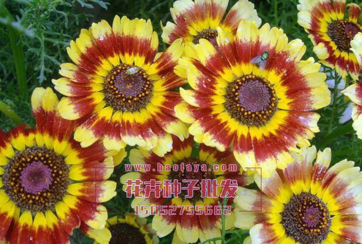 花環(huán)菊種植技術(shù)