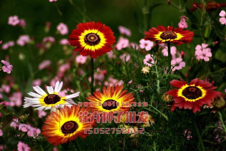 花環(huán)菊種子種子銷售價(jià)格