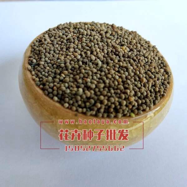 花菱草種子