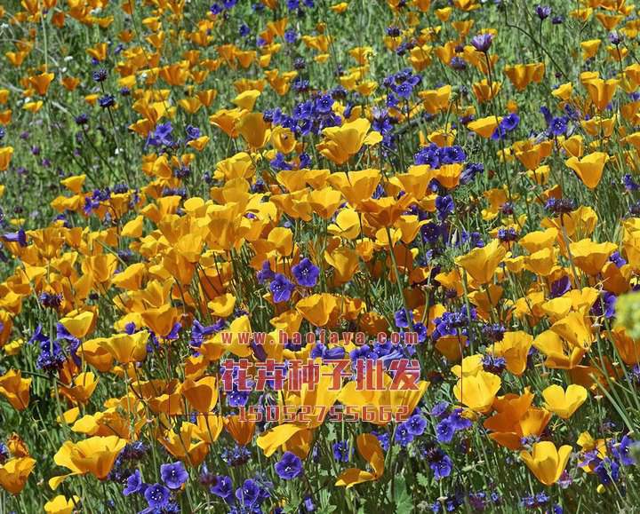 花菱草種植技術(shù)