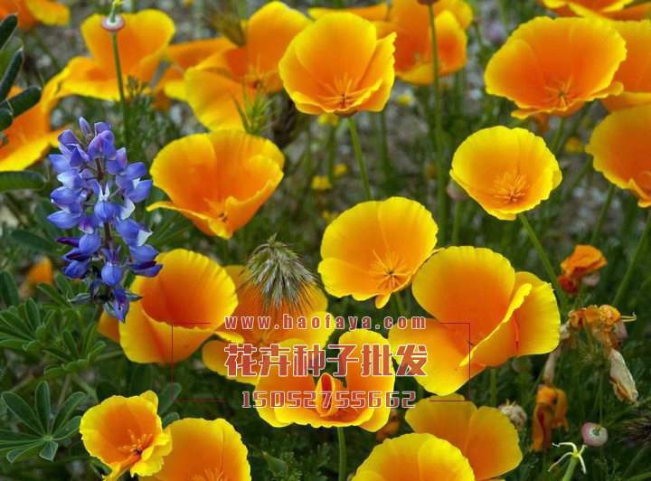 花棱草種子銷售價(jià)格