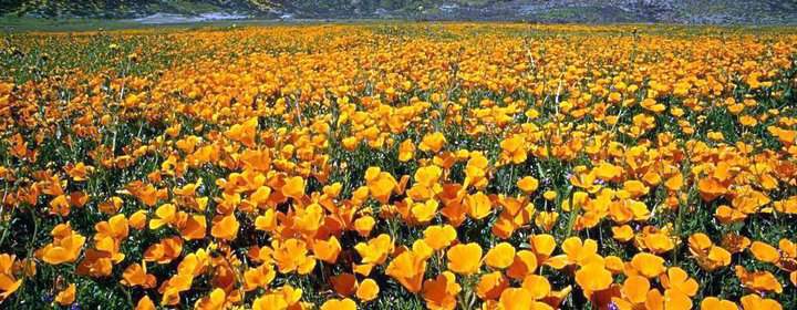 花棱草種子播種效果