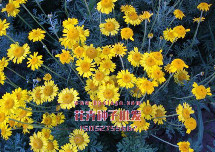 黃晶菊種植技術(shù)