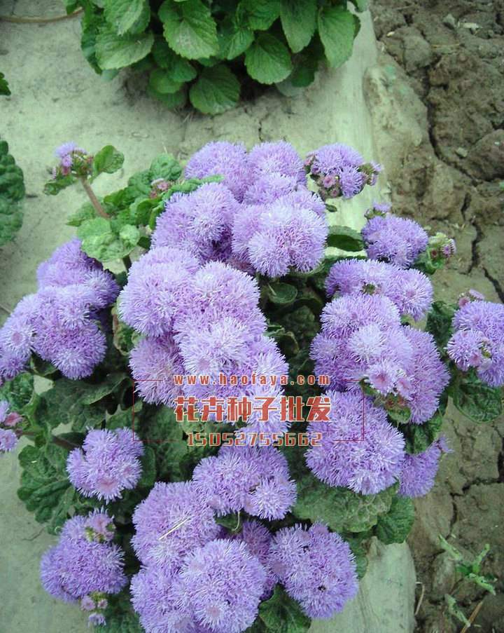 藿香薊種子供應(yīng)公司