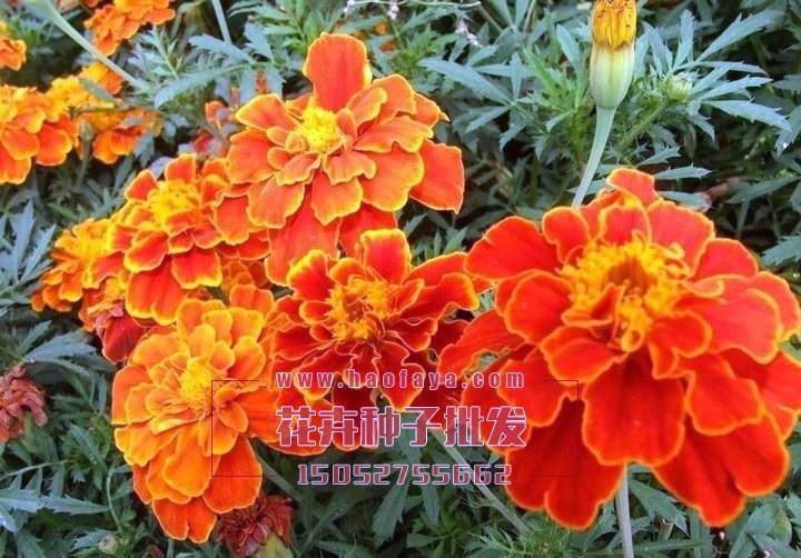 孔雀草種子批發(fā)