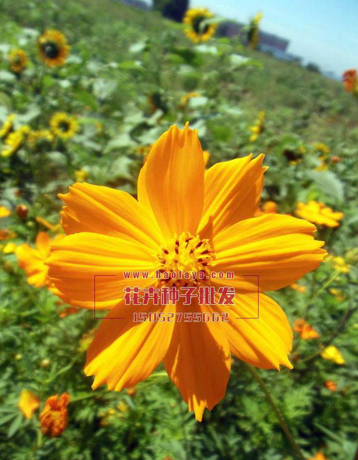 硫華菊種植技術