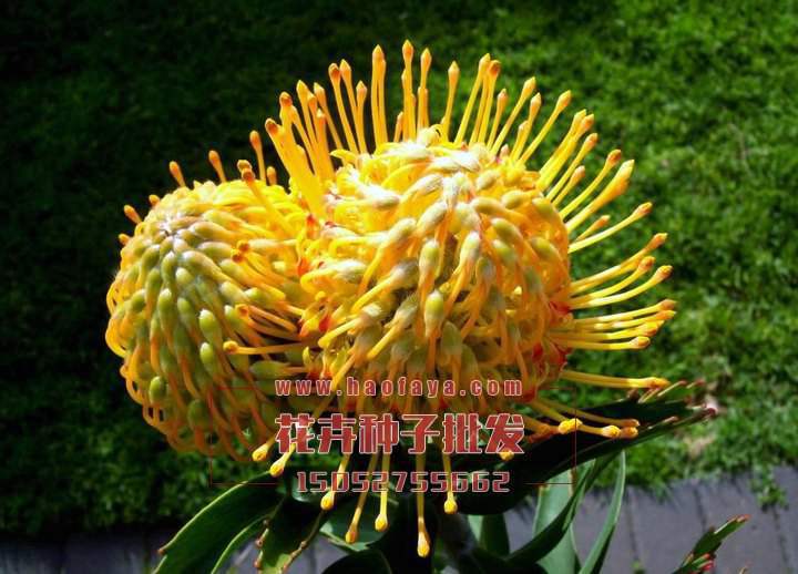 輪峰菊種植技術(shù)