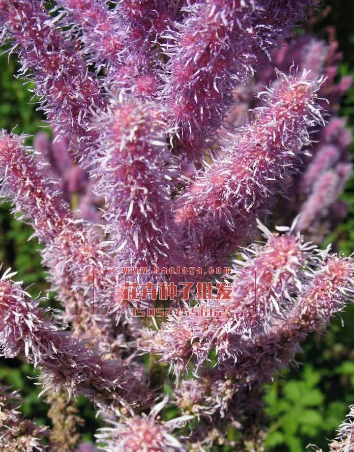 落新婦種子銷售價格