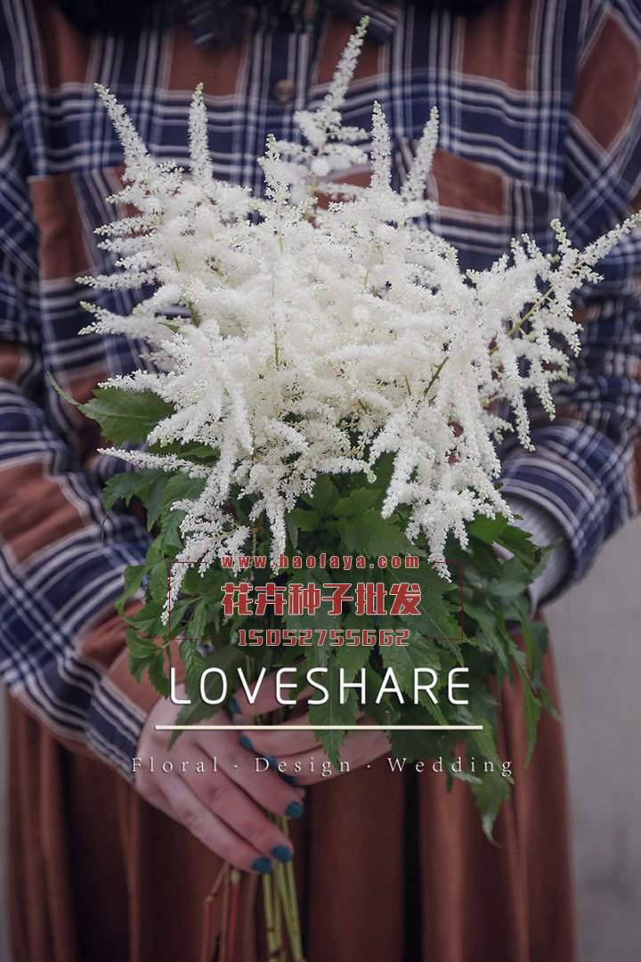 落新婦種子批發(fā)