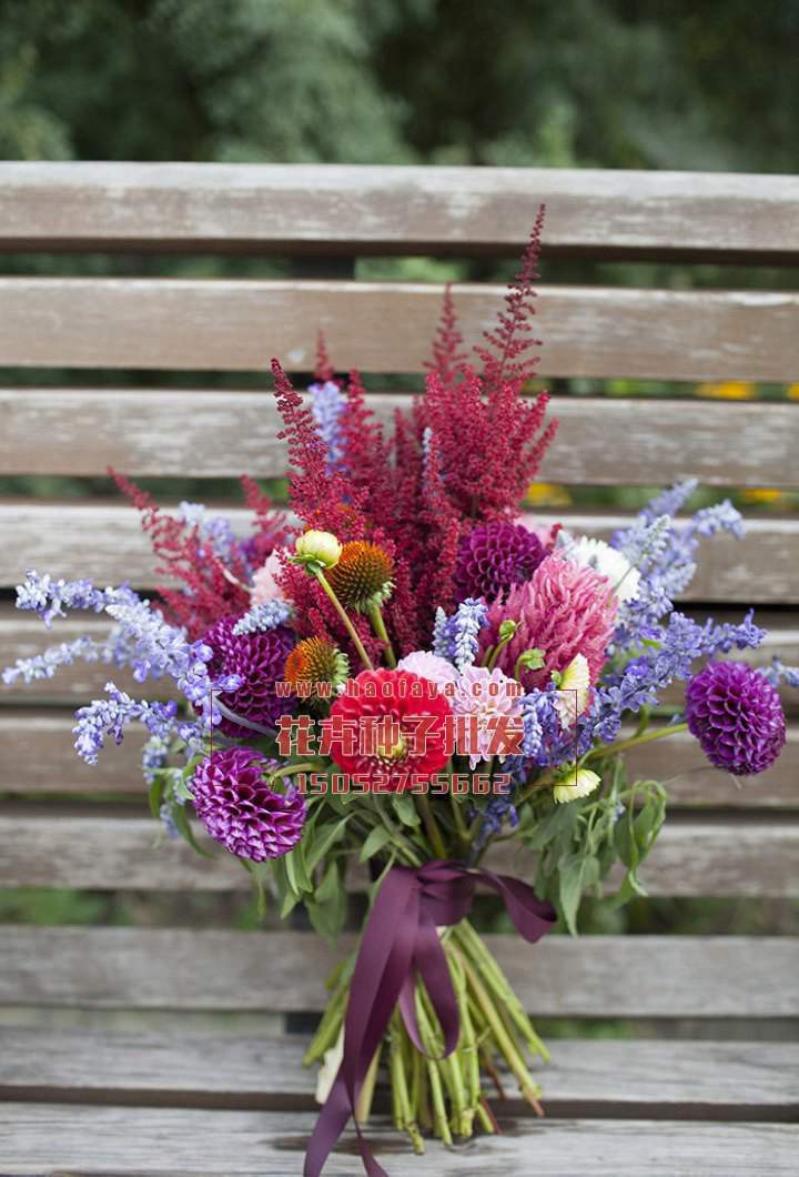 落新婦種子供應(yīng)公司