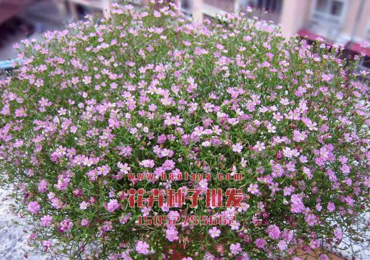 滿天星種植技術(shù)