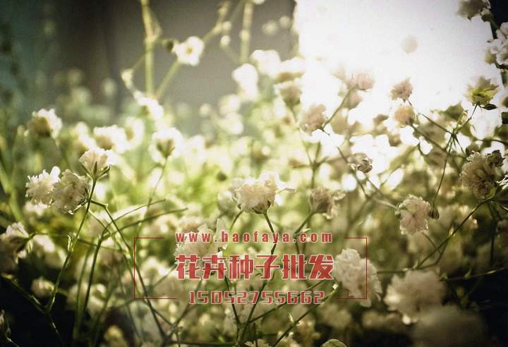 滿天星種子銷售價(jià)格