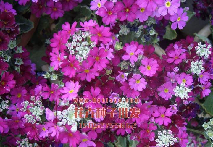 美女櫻種子批發(fā)