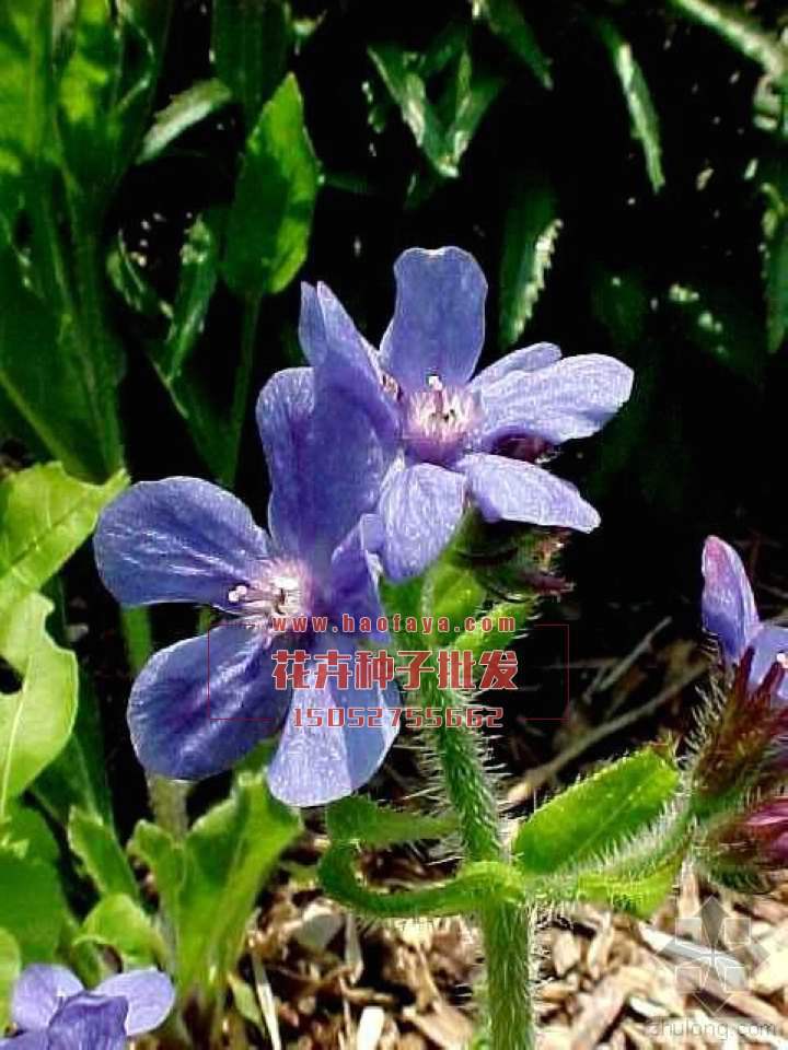 南非牛舌草種植技術(shù)