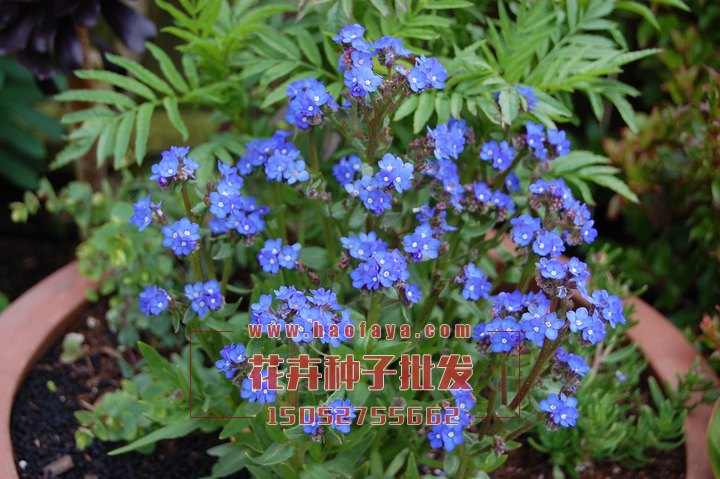 南非牛舌種子銷售價格