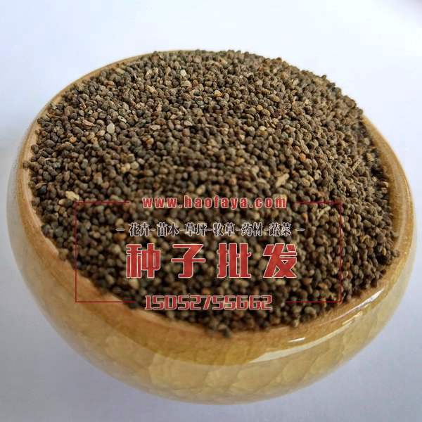 南非牛舌草種子