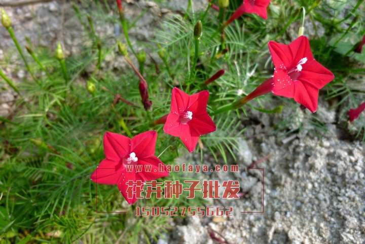 羽葉蔦蘿種植技術