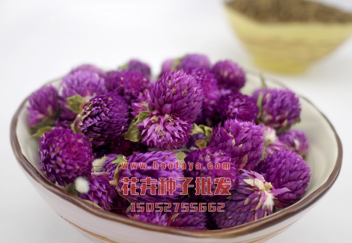 千日紅的功效及價值