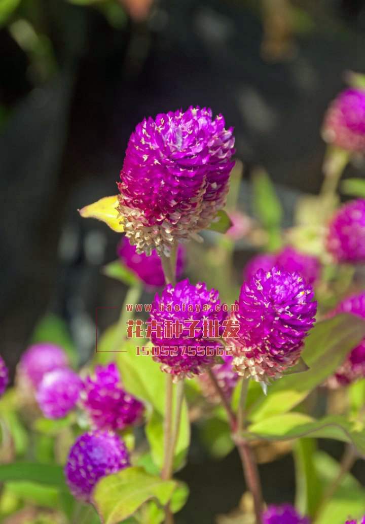 千日紅種植技術(shù)‘’