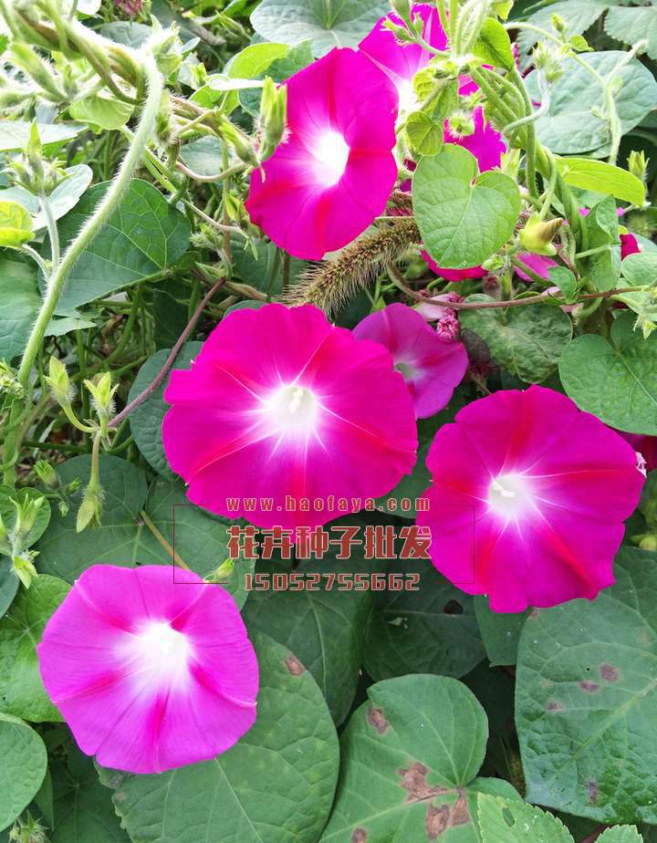 牽?；ǚN植技術(shù)