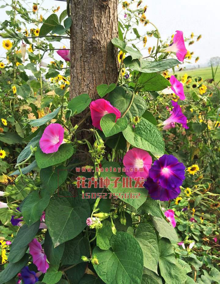 牽?；ǚN子播種栽培效果展示