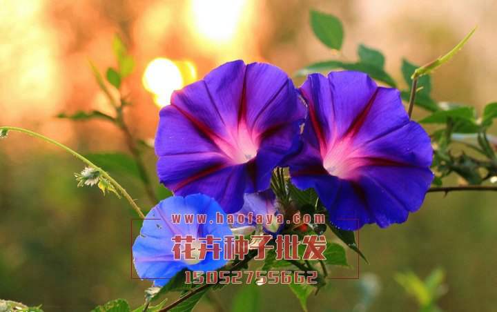 牽?；ǚN子批發(fā)