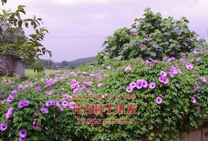 牽?；ǚN子供應(yīng)公司