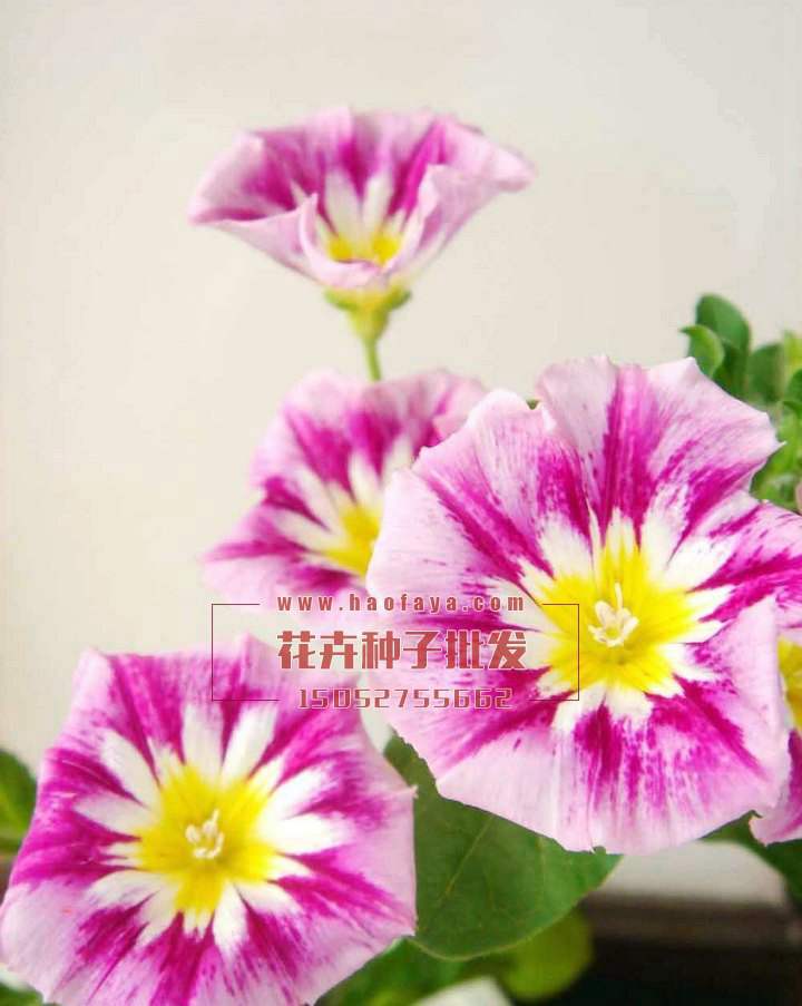 三色旋花種植技術(shù)