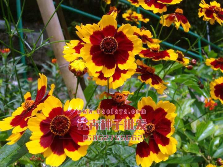 蛇目菊種子批發(fā)