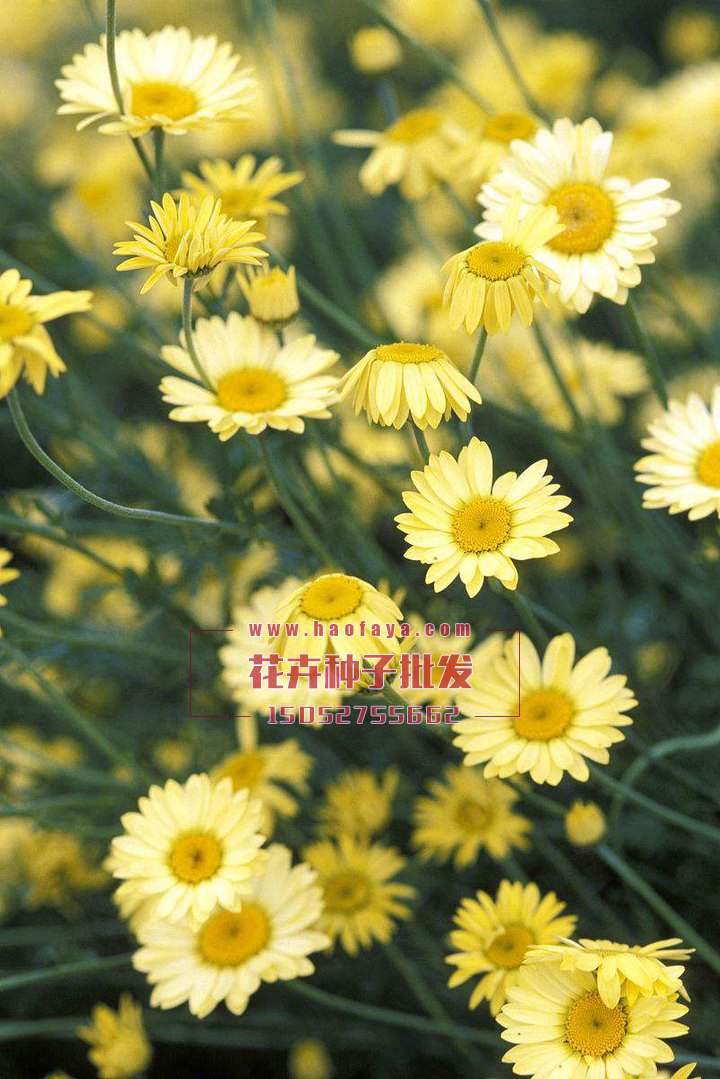 羅馬甘菊功效及作用