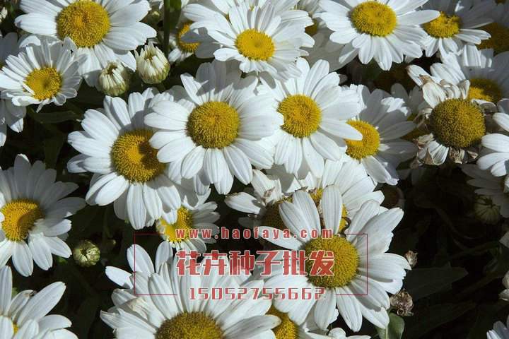 大濱菊種子批發(fā)