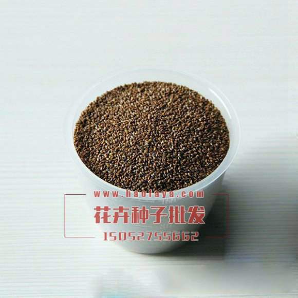 大花夏枯草種子