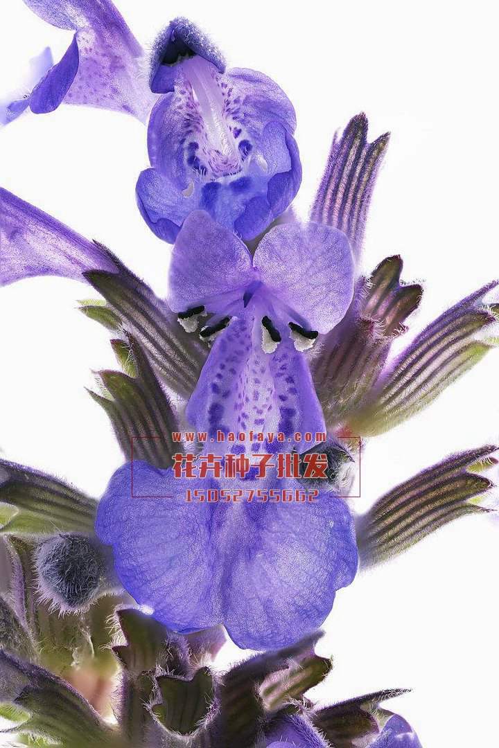 大花夏枯草的花朵