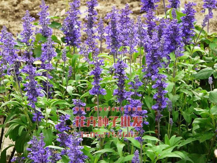 藍(lán)花鼠尾草