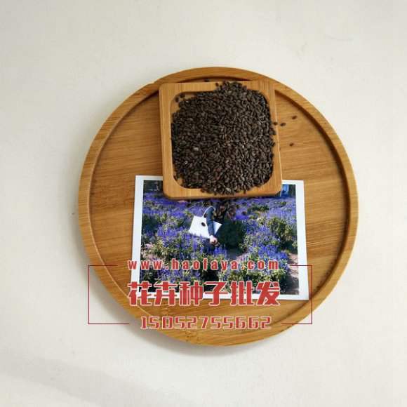 藍花鼠尾草種子