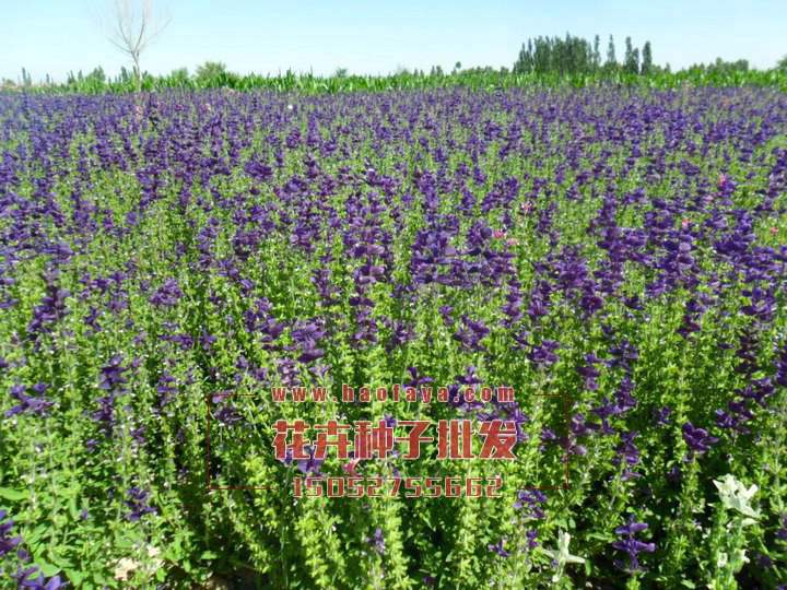 藍(lán)花鼠尾草種批發(fā)