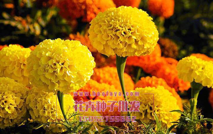 萬壽菊種植技術