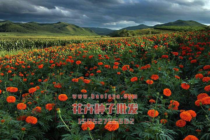 萬壽菊栽培管理